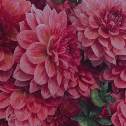 A Sublime Touch: Floral Perfumes for the Sophisticated Soul