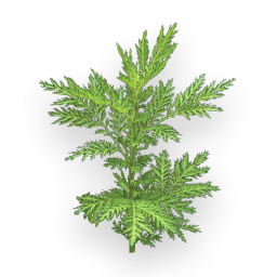 Artemisia