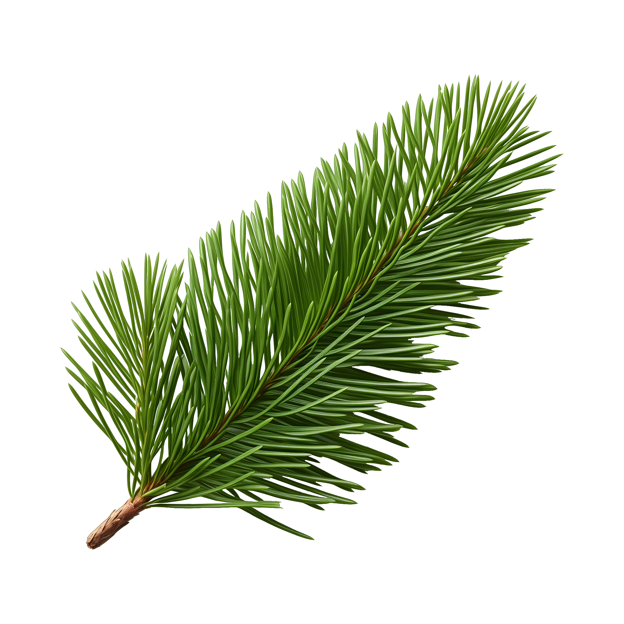 Balsam Fir
