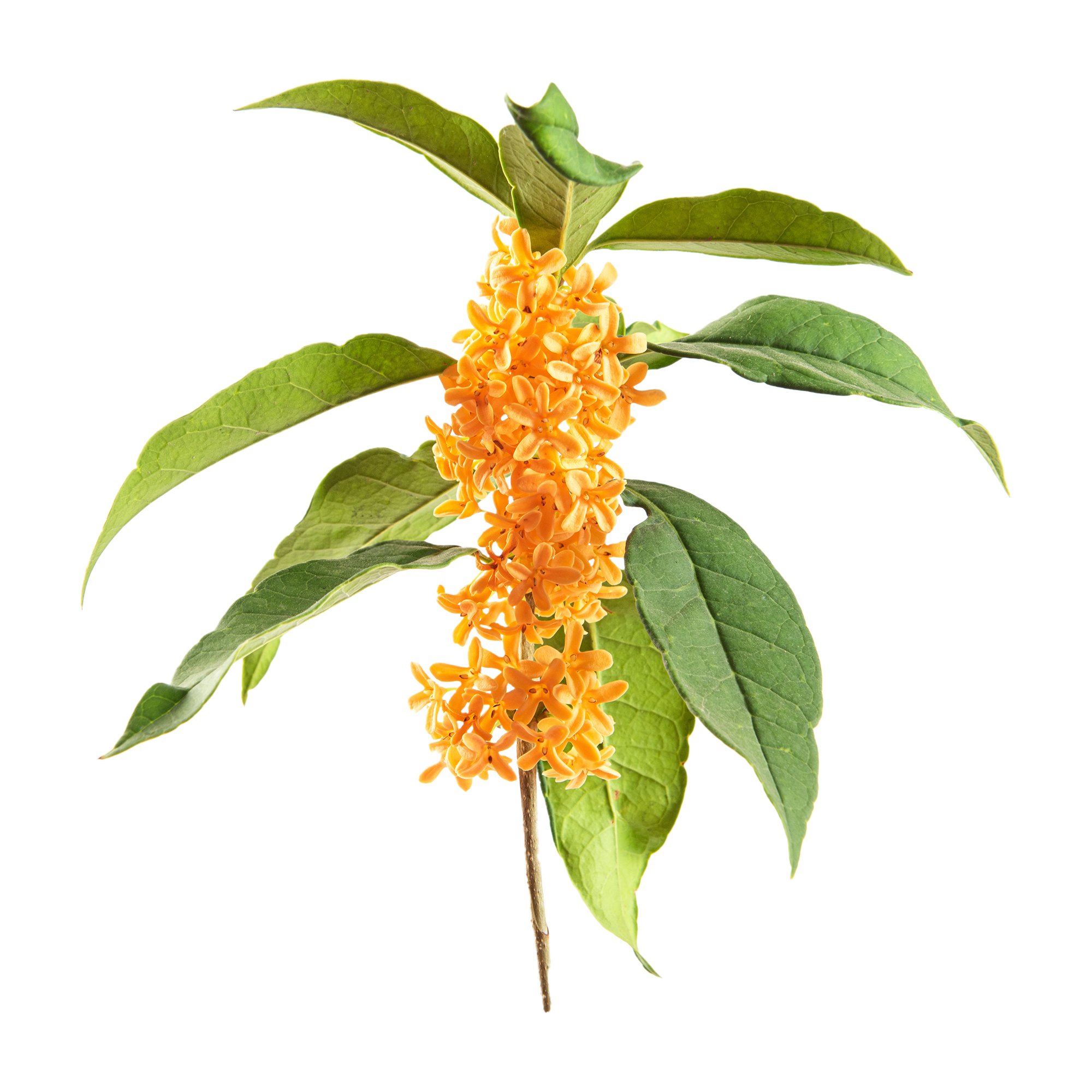 Chinese Osmanthus