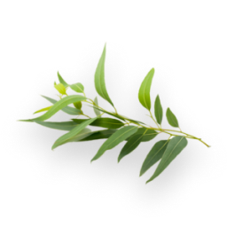 Eucalyptus
