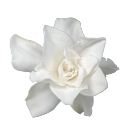 Gardenia