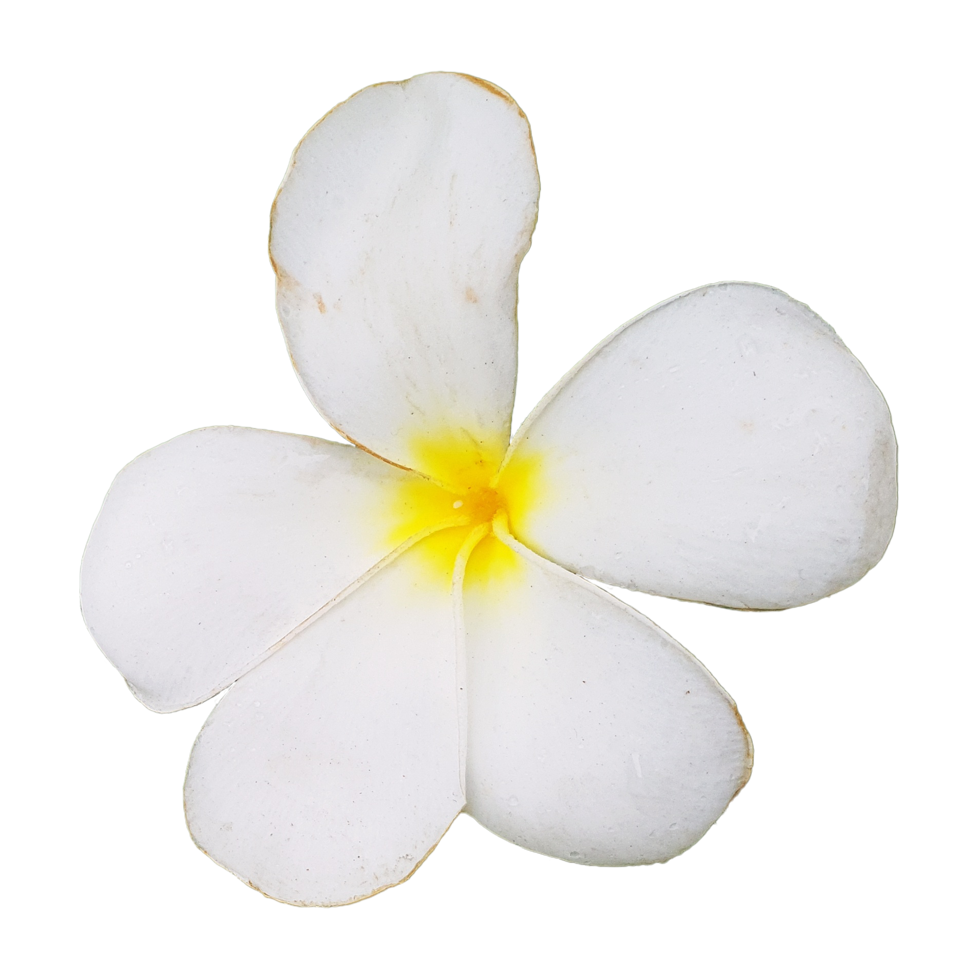 Indian Jasmine