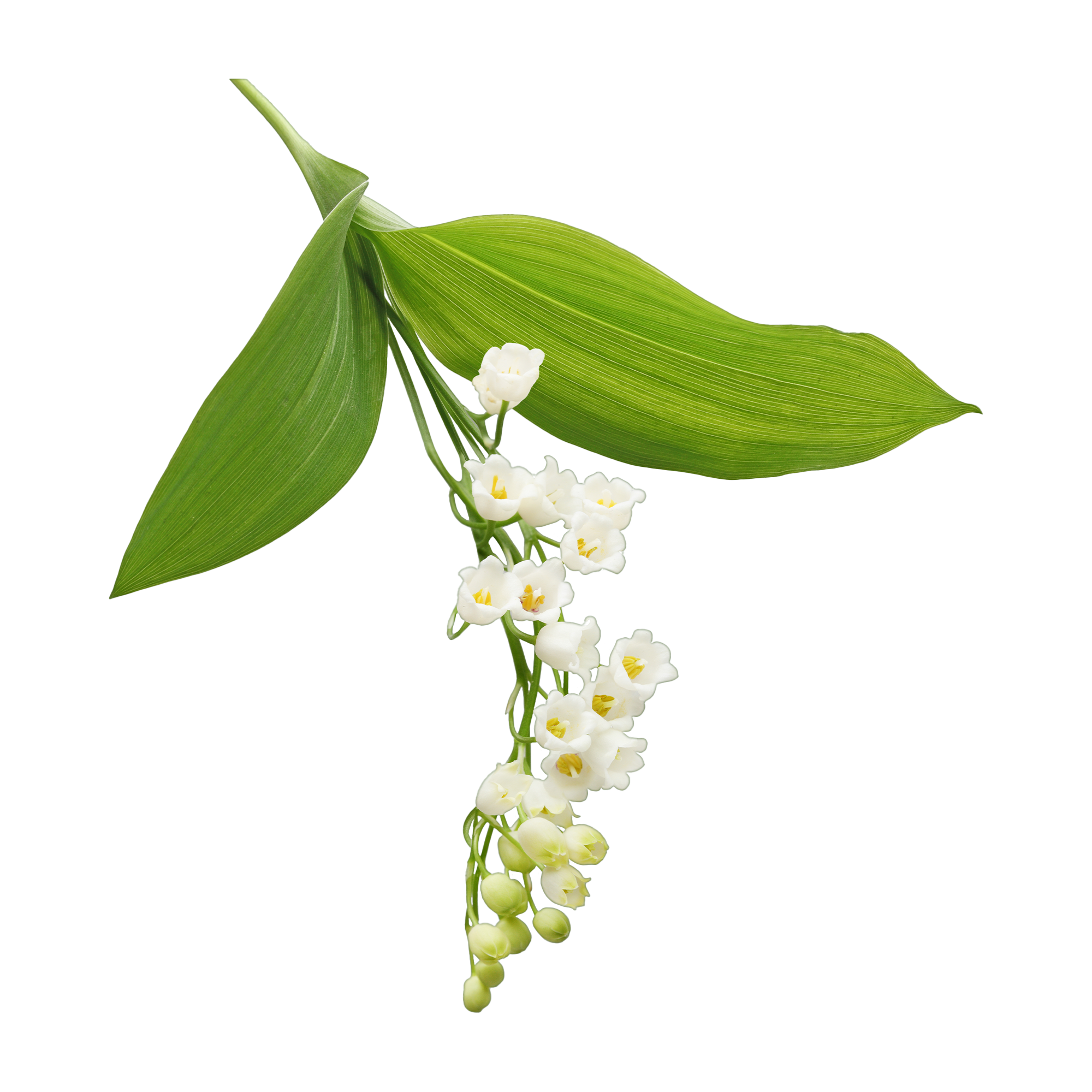 Lily Of The Valley