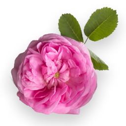 Rose de Mai