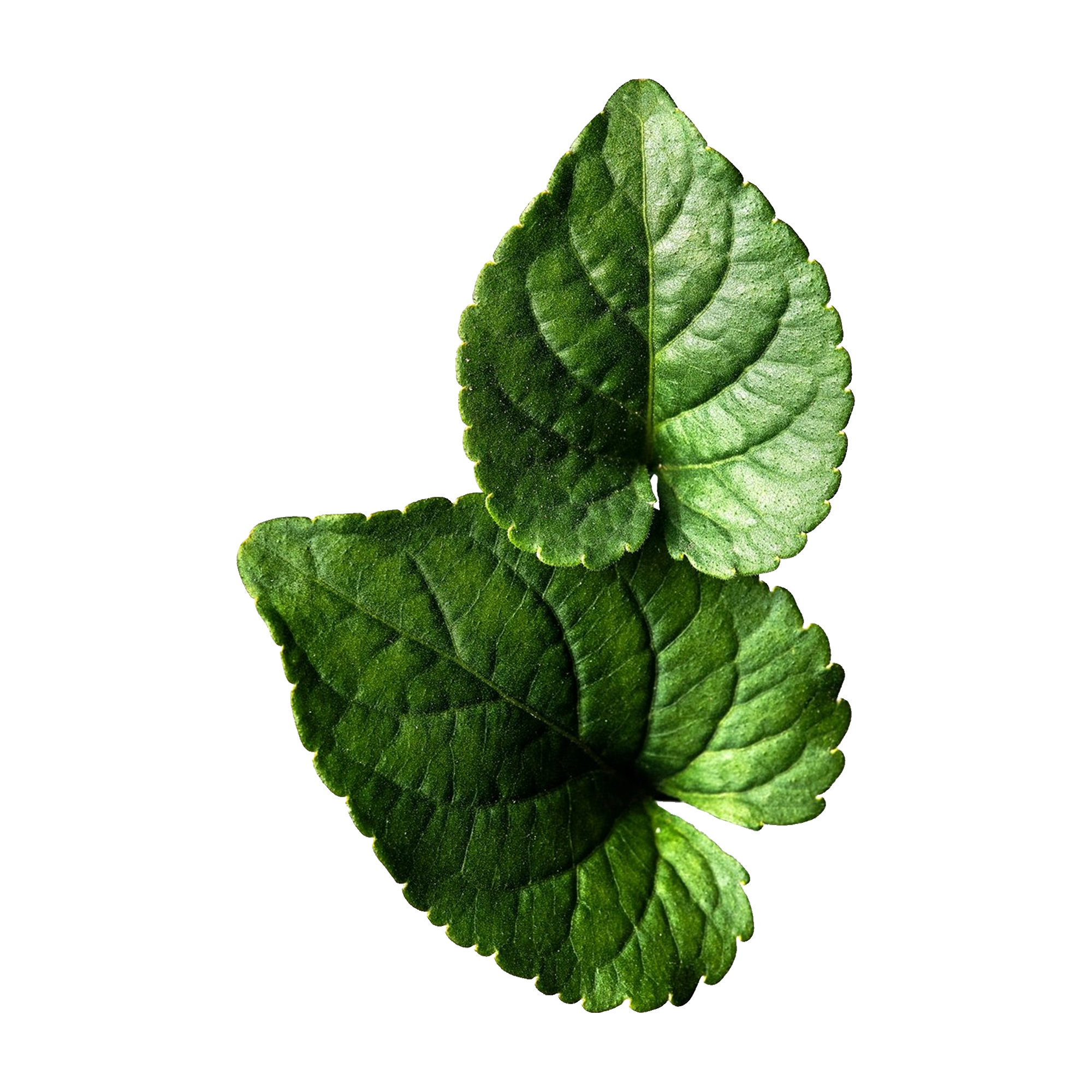 Violet Leaf