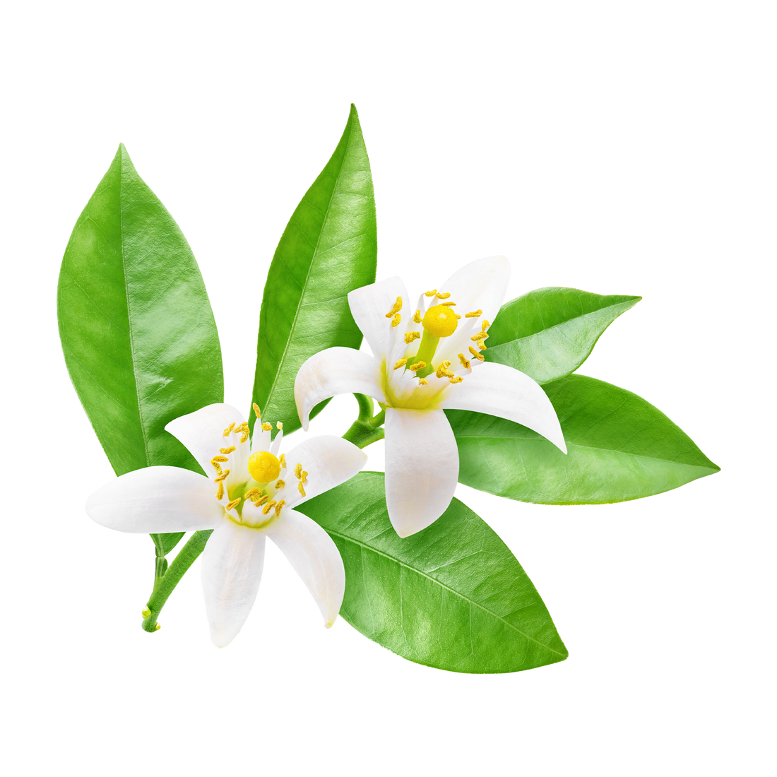 What is Neroli?