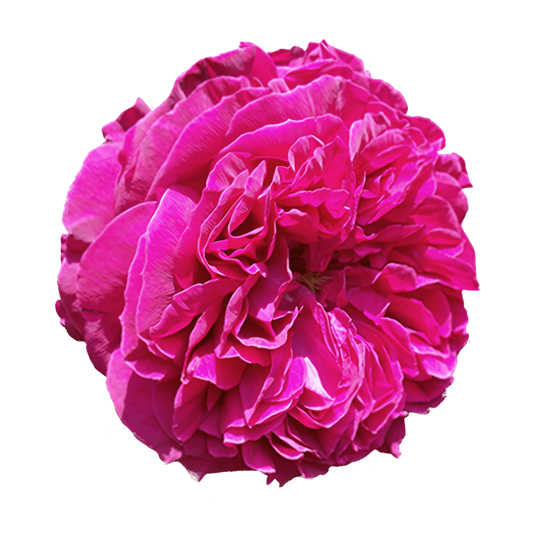 Roses, Jasmine and Beyond: Finding Your Signature Floral Scent