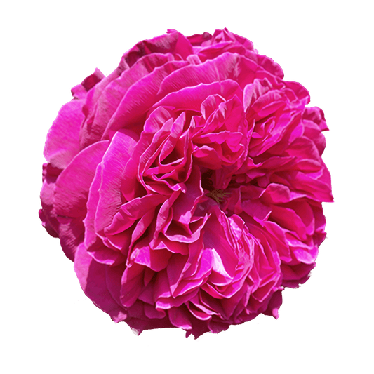 Roses, Jasmine and Beyond: Finding Your Signature Floral Scent