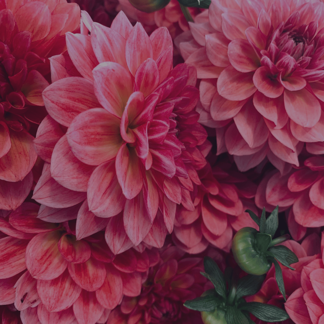 A Sublime Touch: Floral Perfumes for the Sophisticated Soul