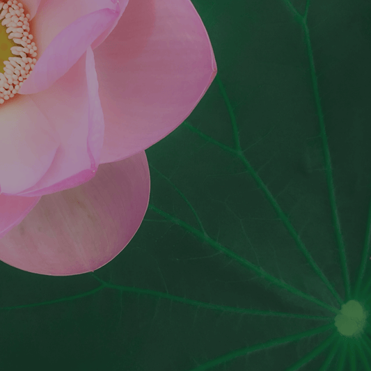 Oriental & Spicy Perfumes: Warmth and Depth from the East