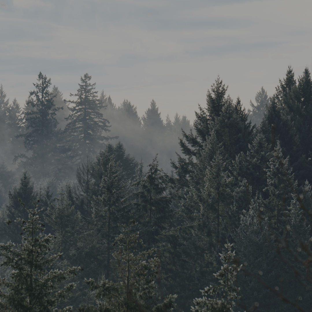 Woody Perfumes That Define the Season