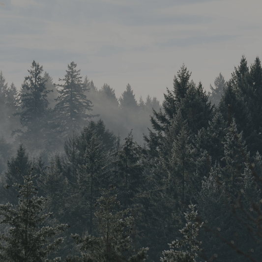 Woody Perfumes That Define the Season