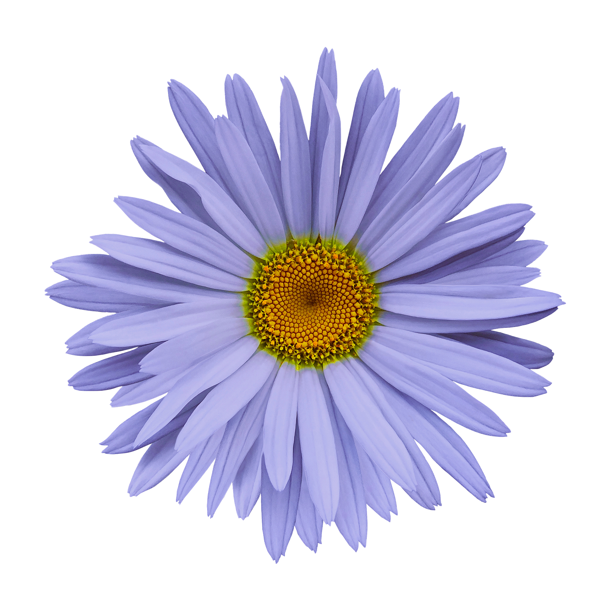 Blue Chamomile 