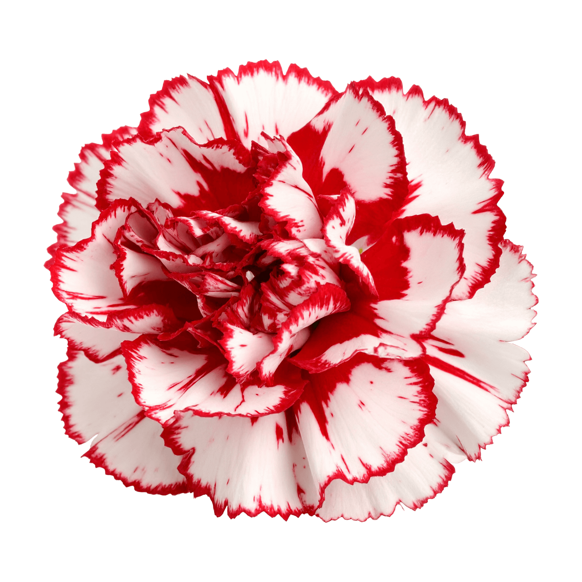 Carnation