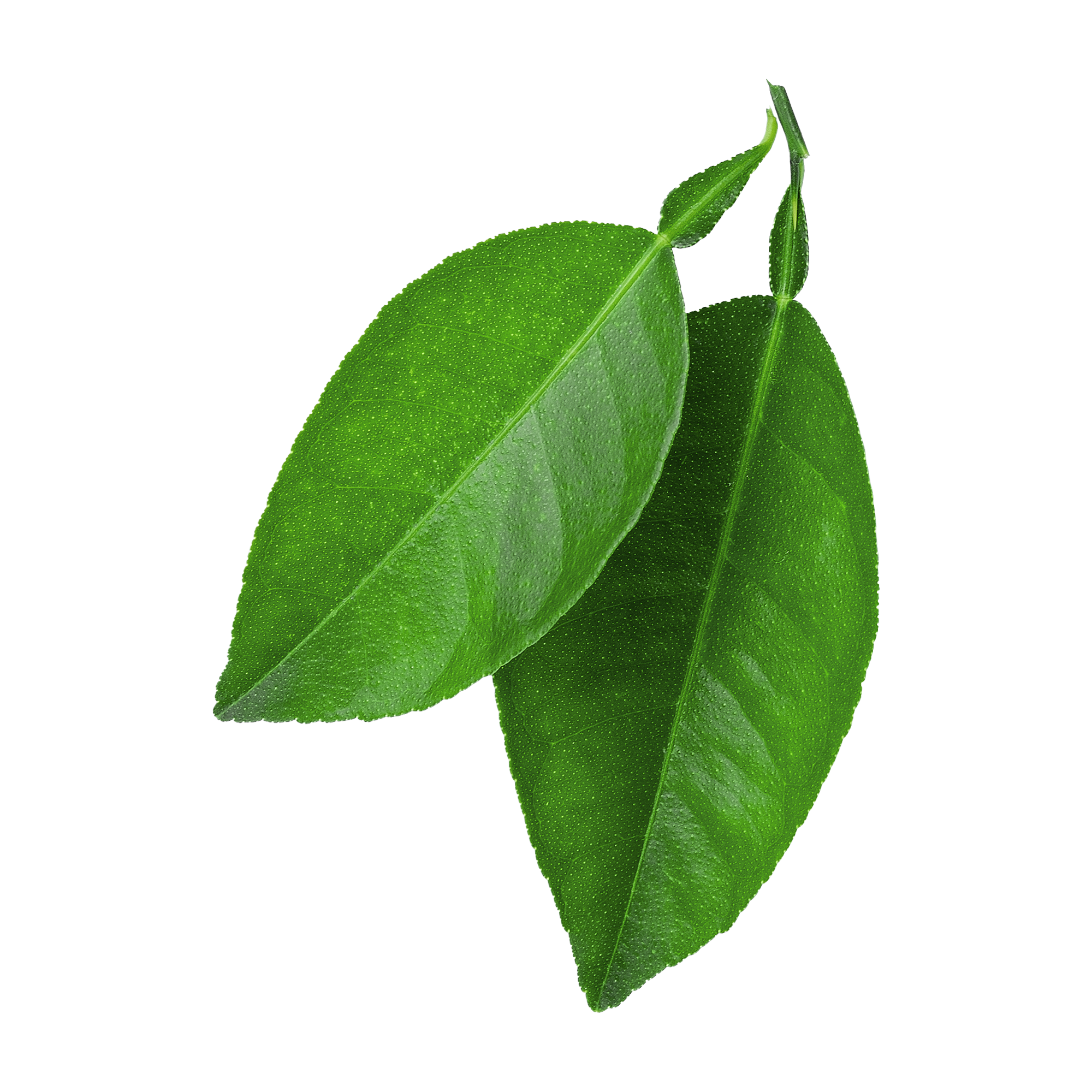 Citrus Leaf