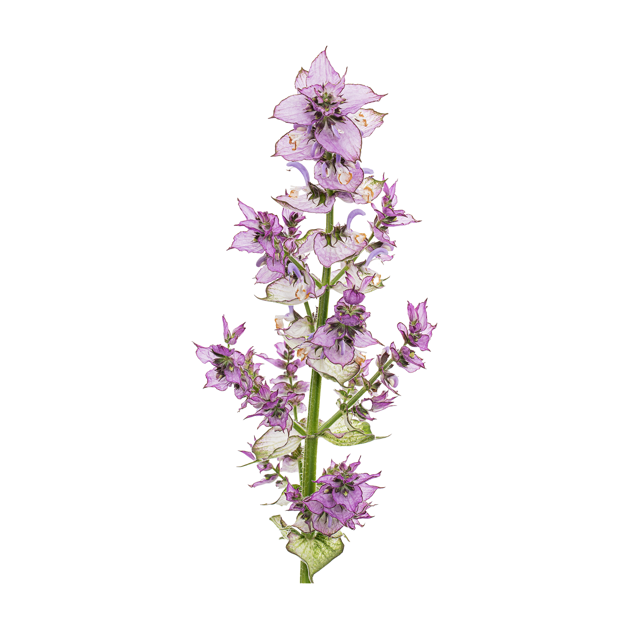 Clary Sage 