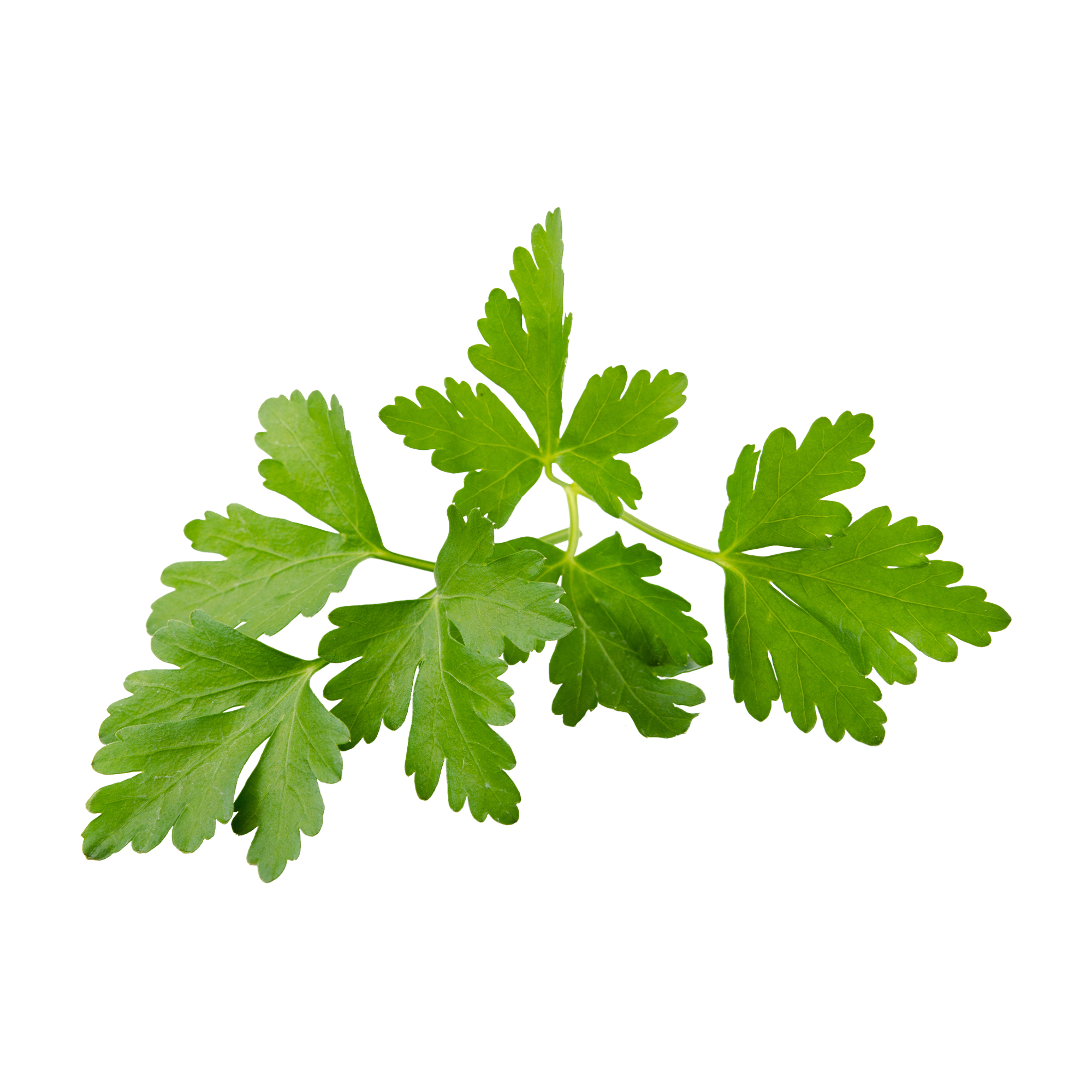 Coriander
