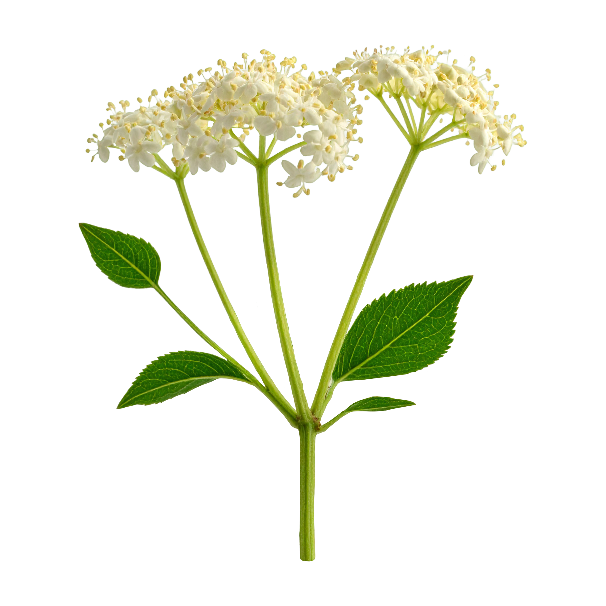 Elderflower 