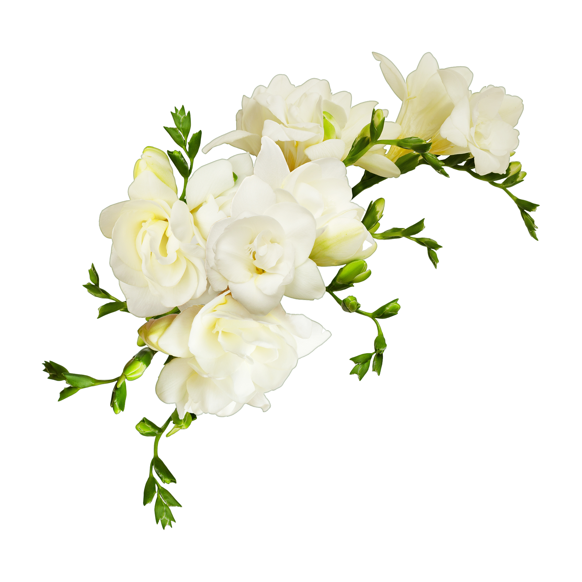 Freesia