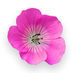 Geranium