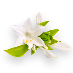 Indian Tuberose