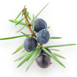 Juniper Berries