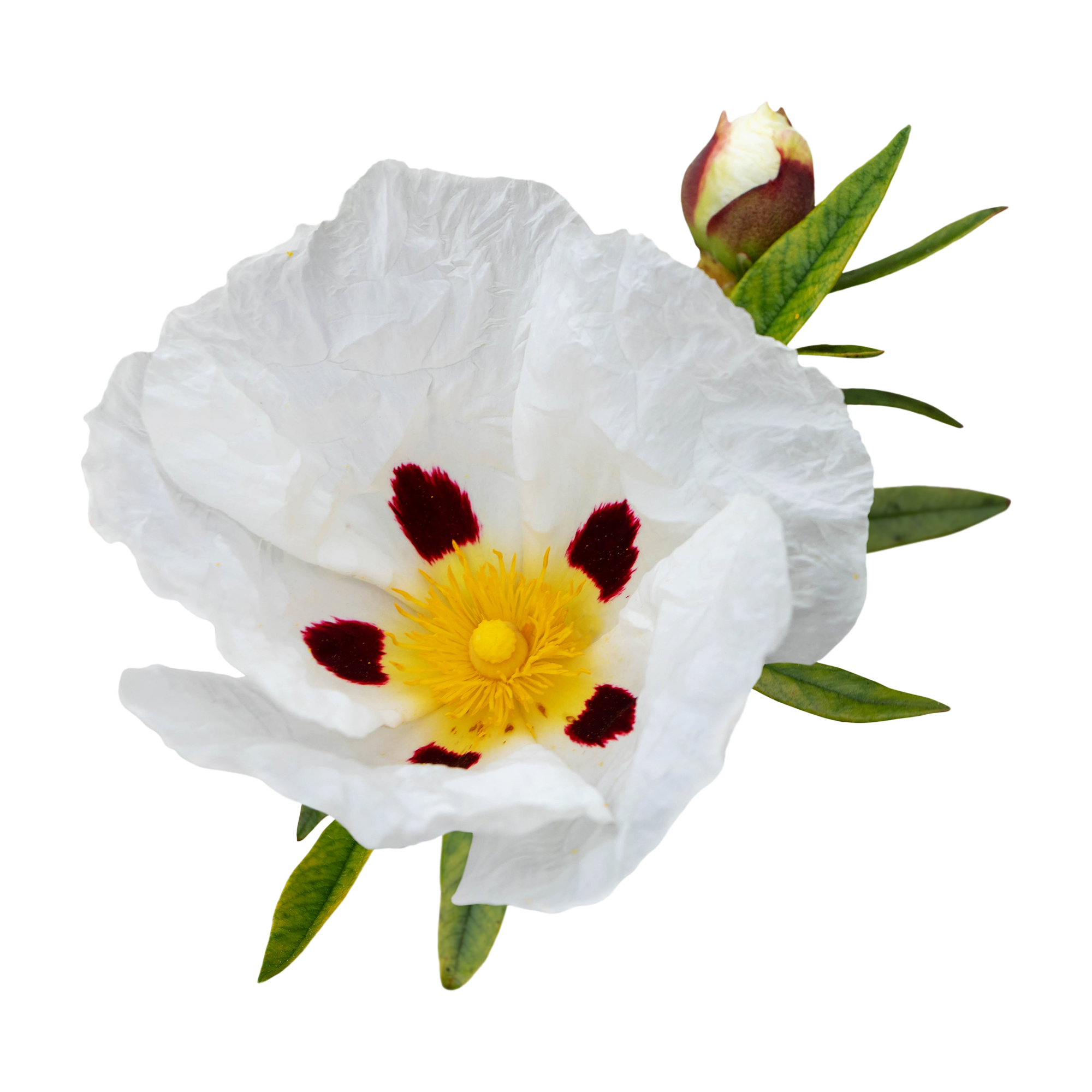 Labdanum