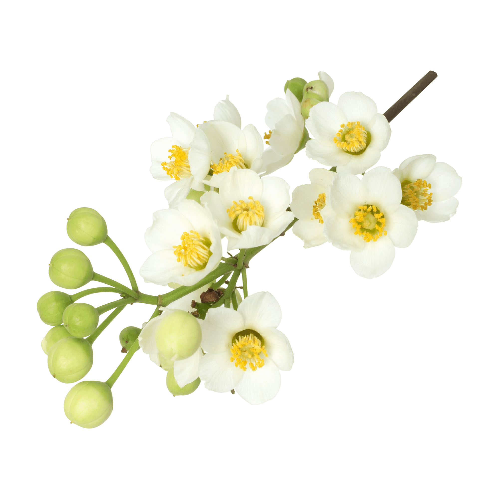 Litsea Cubeba