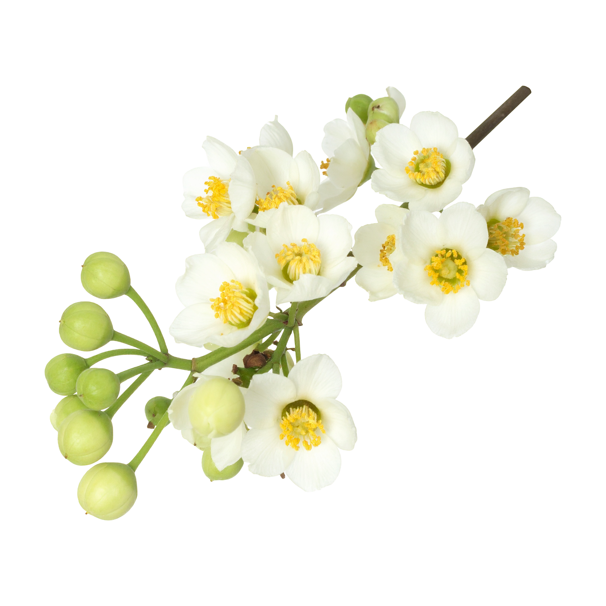 Litsea Cubeba