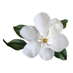 Magnolia Flowers