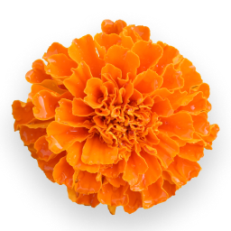 Marigold