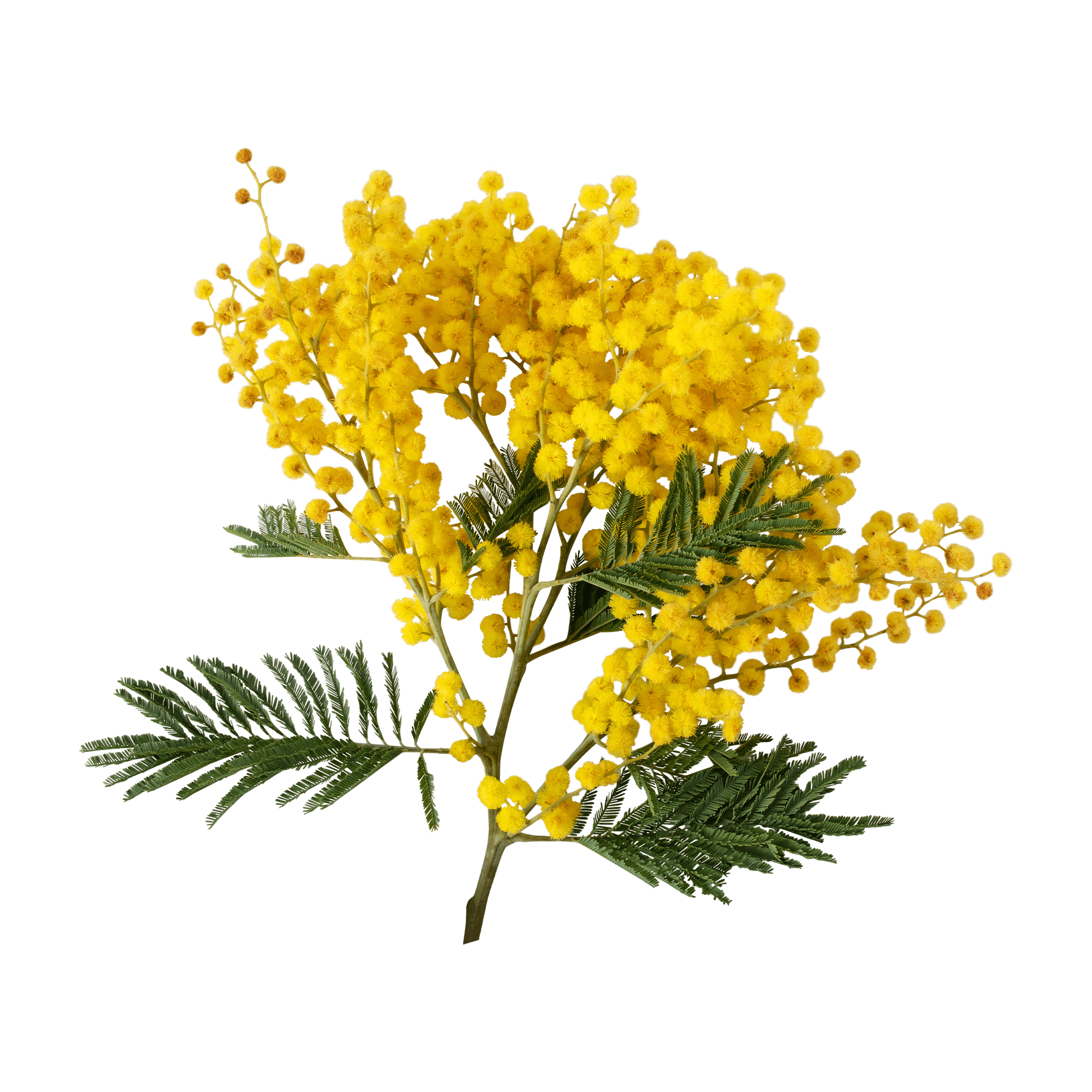Mimosa 