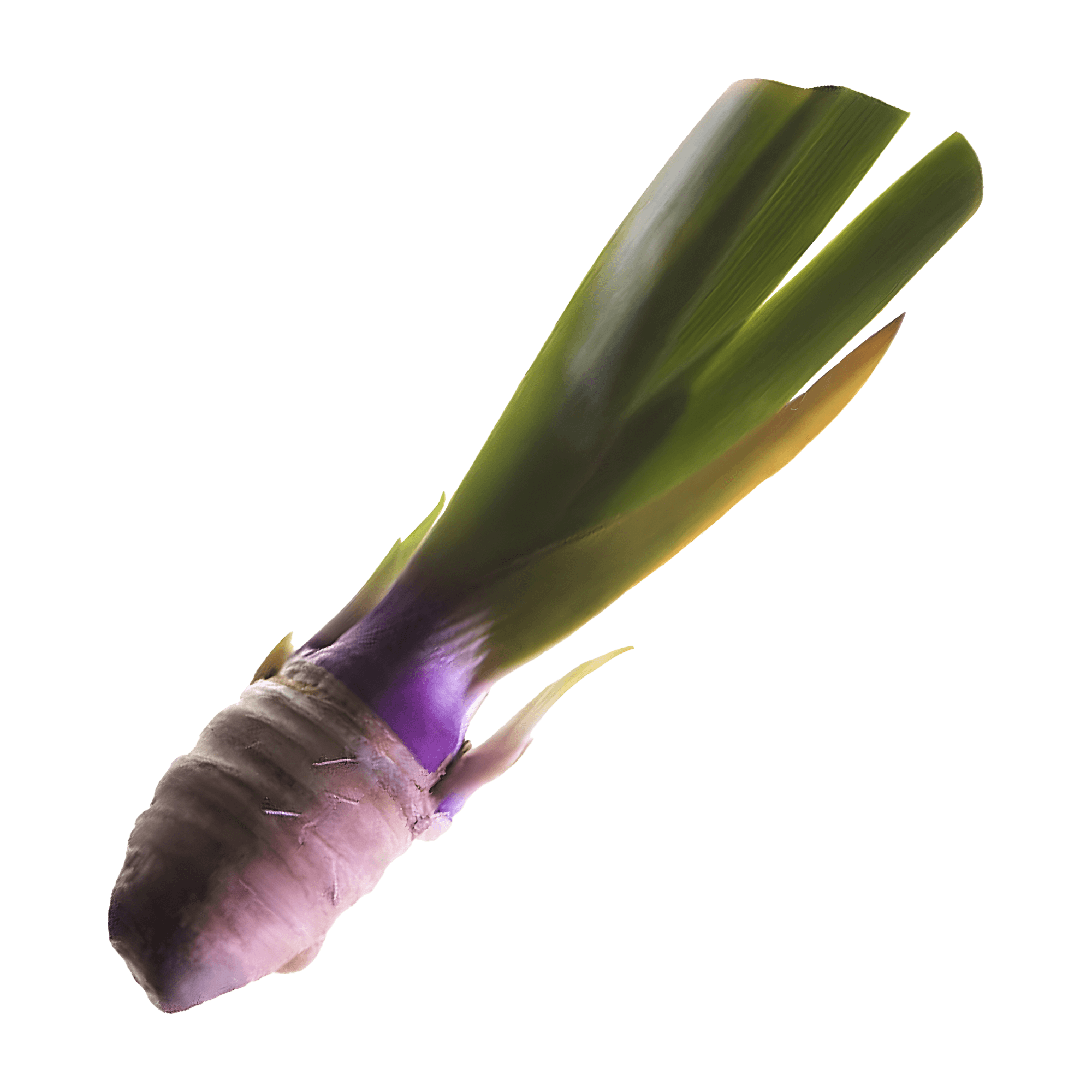 Orris Root 