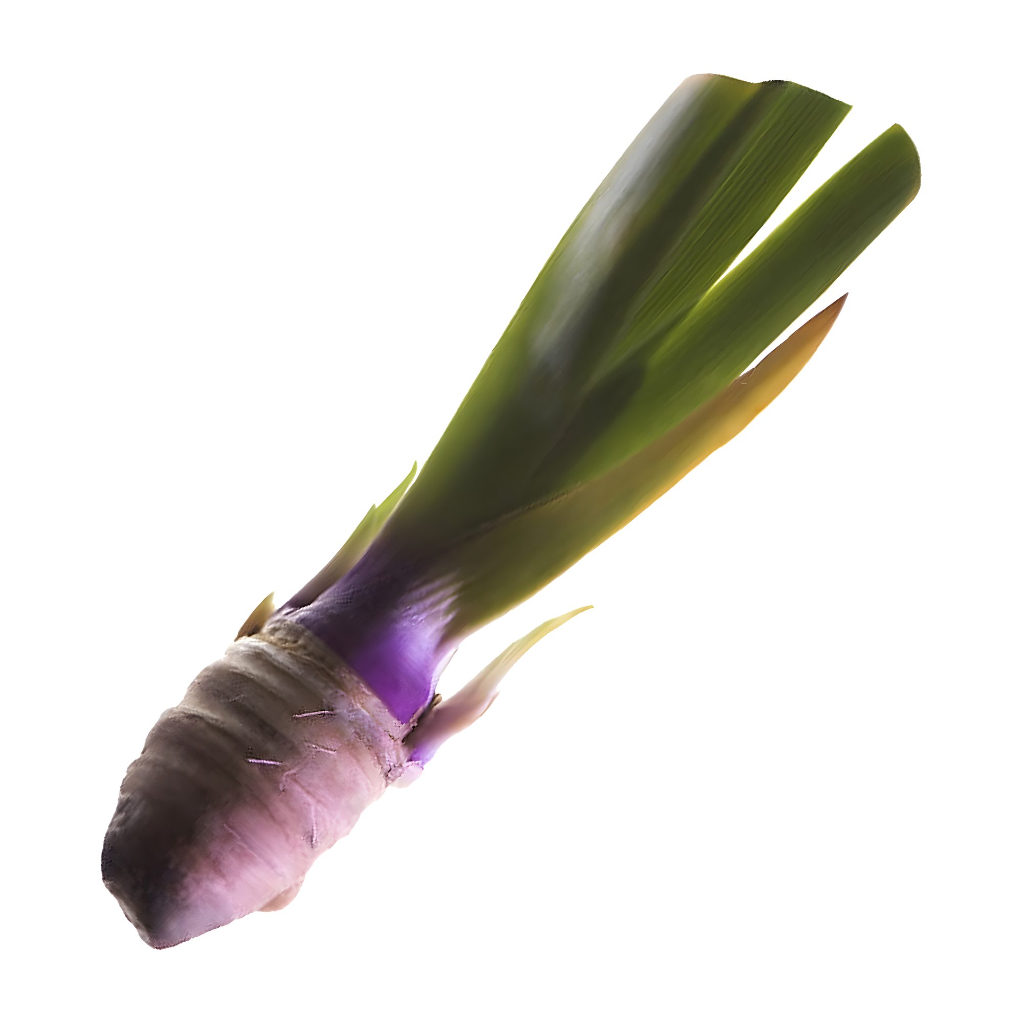 Orris Root 