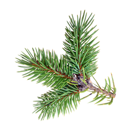 Pine Needle