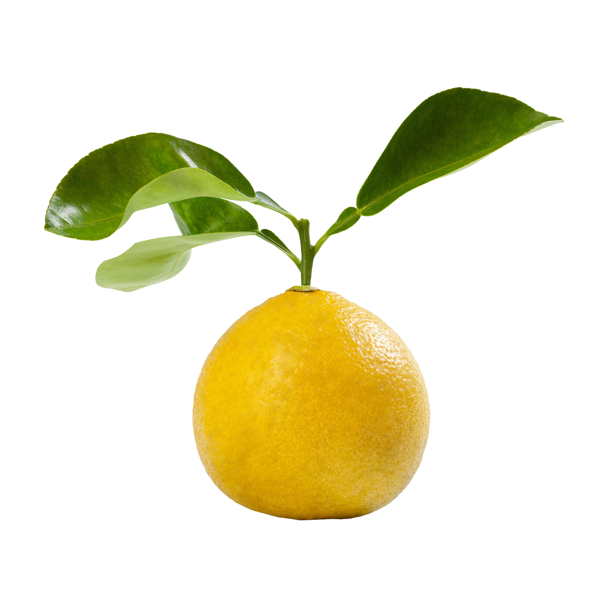 Sicilian Bergamot 