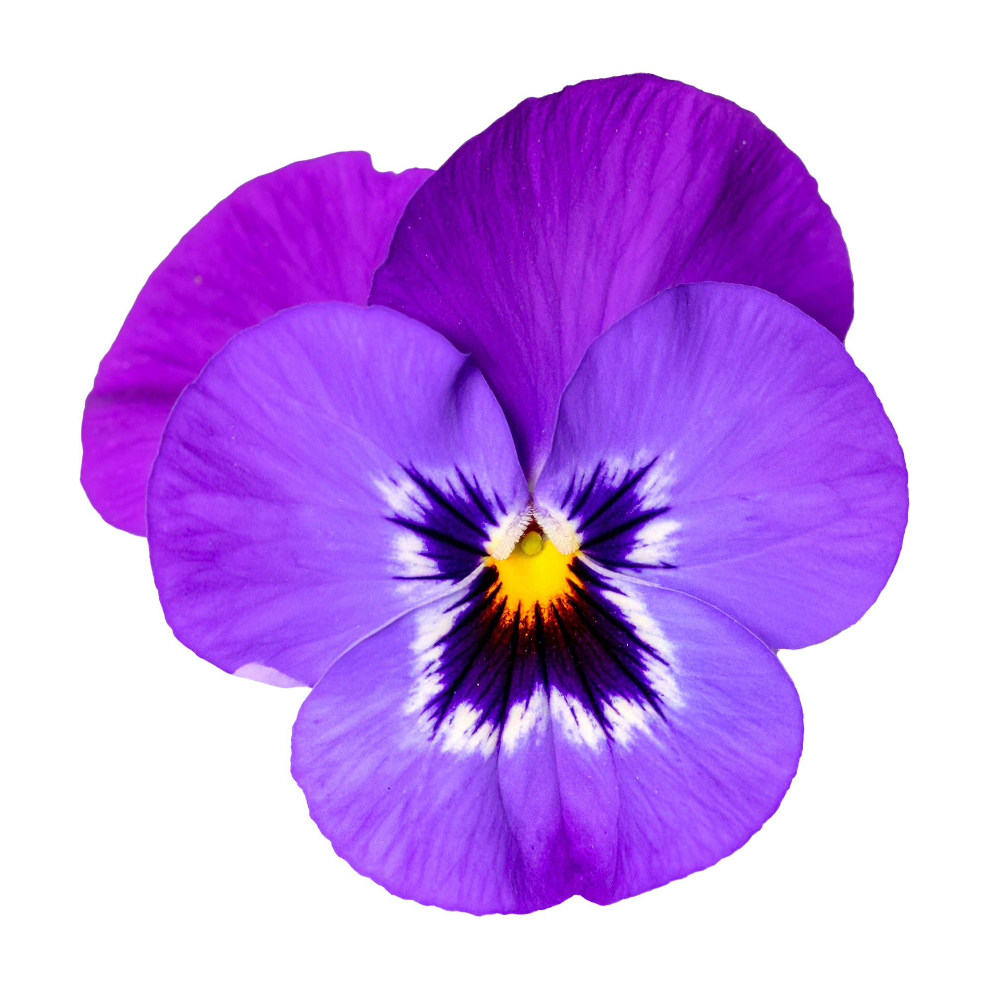 Violet