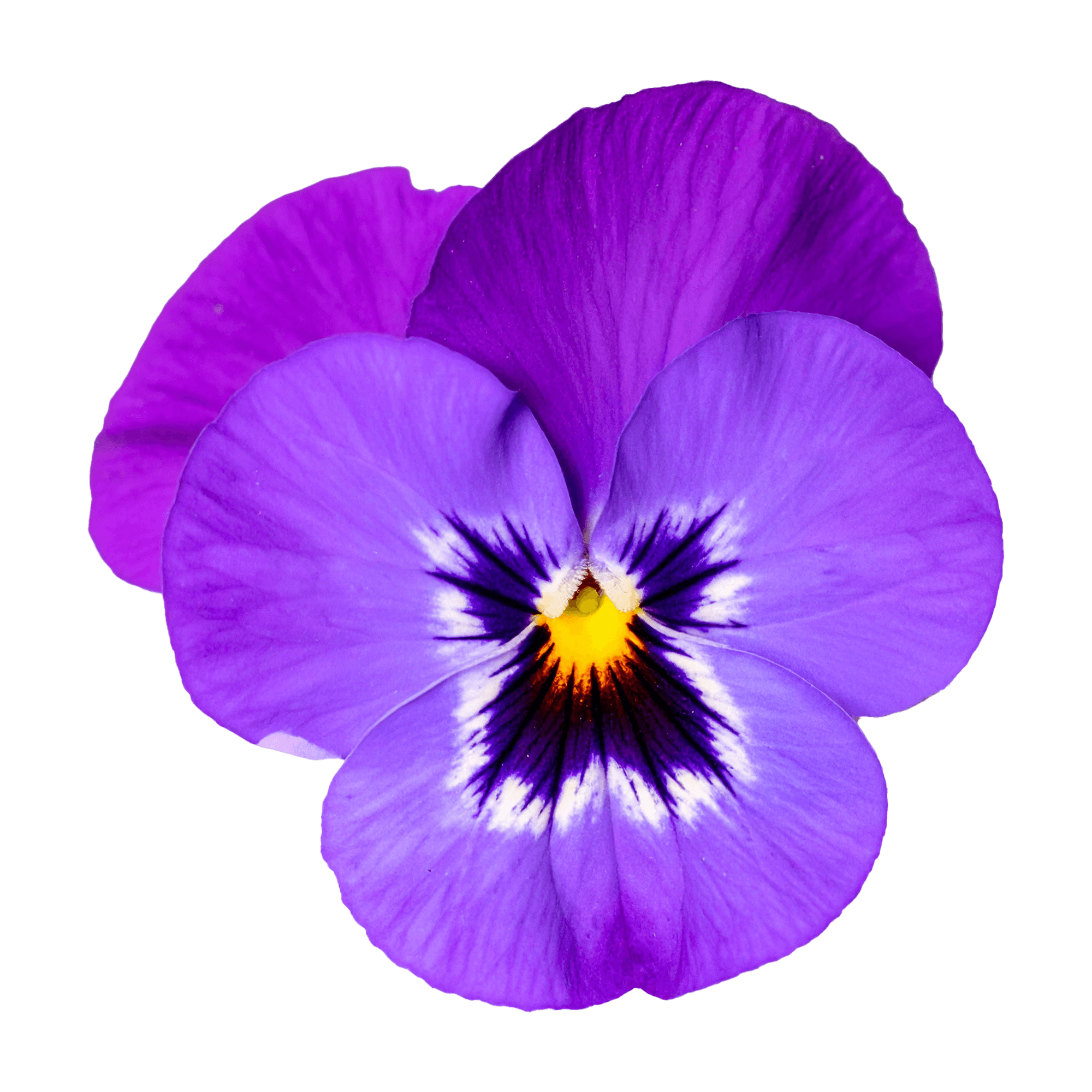 Violet