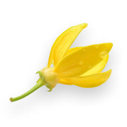 Ylang Ylang