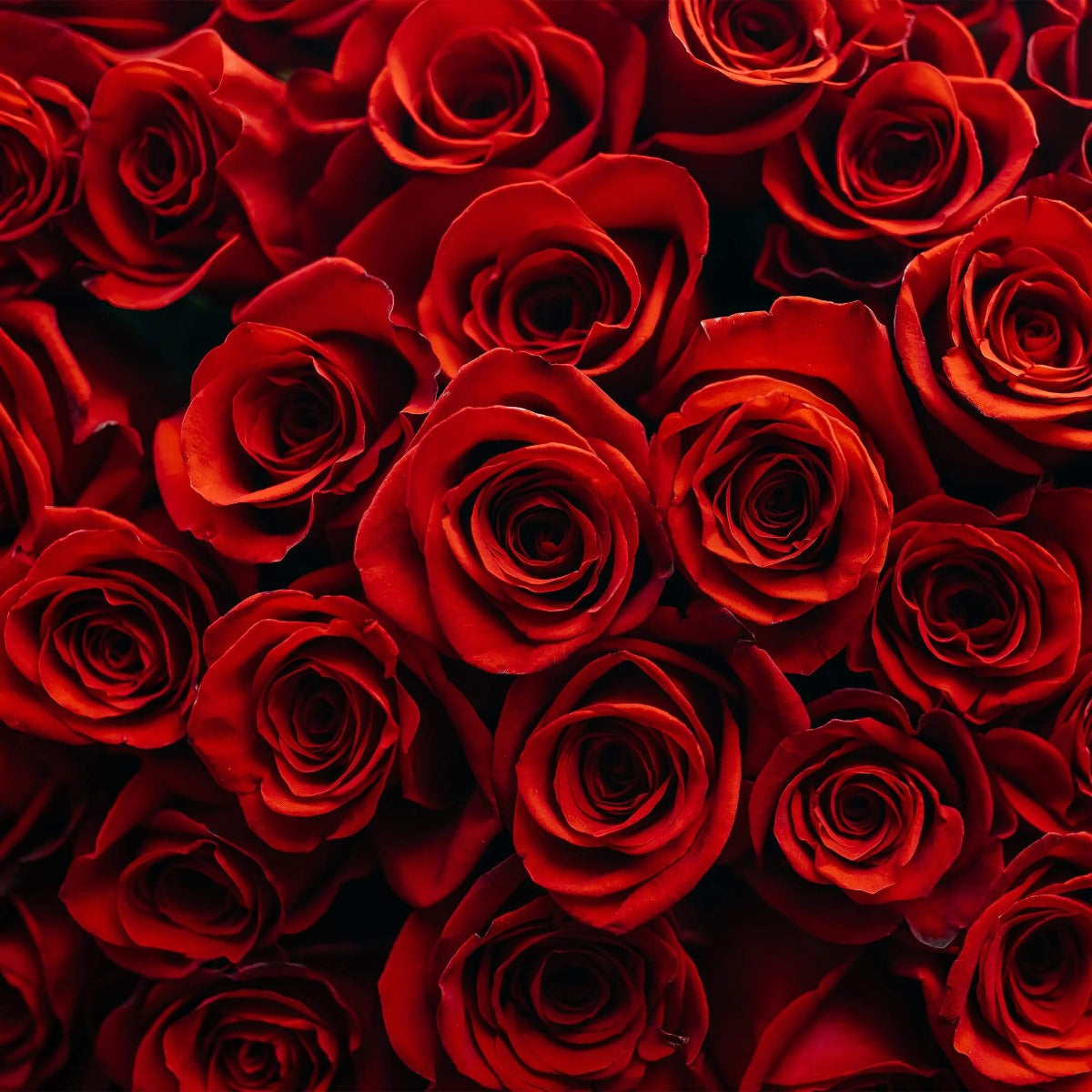 Ardent | Passionate Rose Fragrance – Boadicea the Victorious