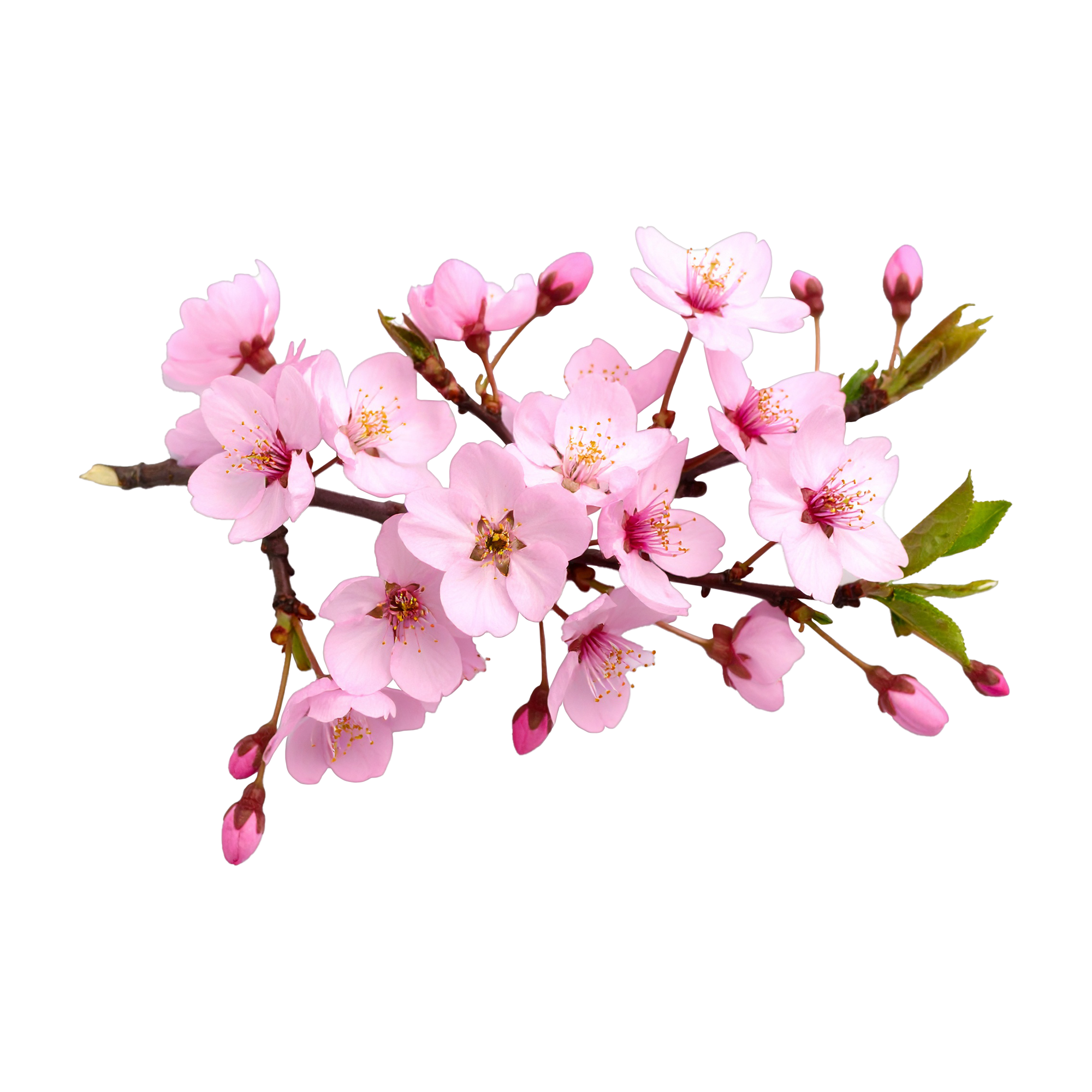 Cherry Blossom