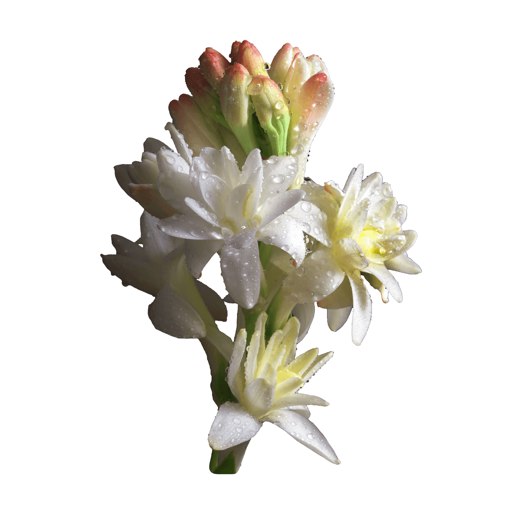 Tuberose 